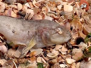 У Маріуполі порушили карну справу за розповсюдження холери У Маріуполі порушили карну справу за розповсюдження холери