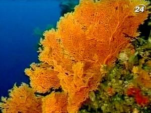 Корали - ідеальна домівка для морської живності
