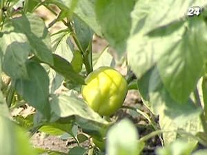 Планы по сбору овощей придется пересмотреть Планы по сбору овощей придется пересмотреть