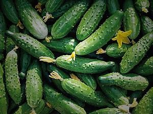 Керівник французького уряду закликав їсти огірки Керівник французького уряду закликав їсти огірки