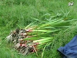 Традиція прикрашати оселю до Зелених свят дає заробіток Традиція прикрашати оселю до Зелених свят дає заробіток