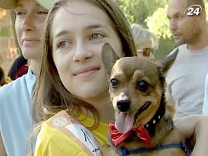 У столиці відбулася виставка безпородних собак У столиці відбулася виставка безпородних собак