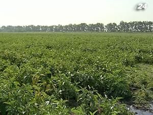 Чиновники хочуть скасувати мораторій на продаж земель Чиновники хочуть скасувати мораторій на продаж земель