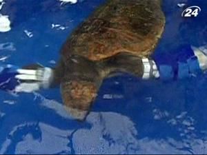 Популяция головастых черепах неустанно сокращается Популяция головастых черепах неустанно сокращается