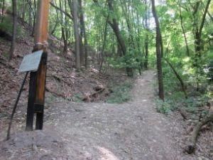 Вандалы спилили крест под Аскольдовой могилой Вандалы спилили крест под Аскольдовой могилой