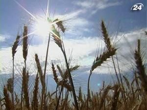 Експортні мита можуть поширити на ріпак та сою Експортні мита можуть поширити на ріпак та сою