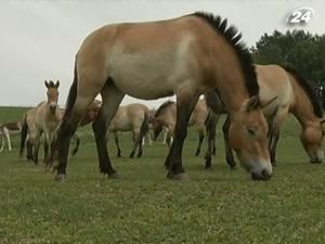 Декілька коней Пржевальського випускають у дику природу