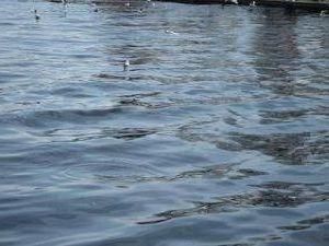 На Черниговщине автомобиль упал в воду: погибли отец с сыном На Черниговщине автомобиль упал в воду: погибли отец с сыном