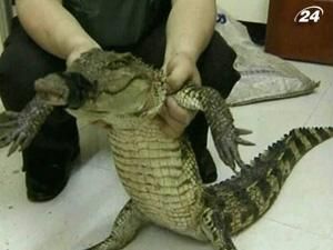 У Китаї у сміттєвому баку знайшли алігатора У Китаї у сміттєвому баку знайшли алігатора