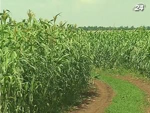 Мінагропрод обіцяє підтримати розвиток органічного землеробства Мінагропрод обіцяє підтримати розвиток органічного землеробства