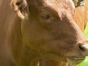 Британська корова Дейзі стала зіркою Інтернету Британська корова Дейзі стала зіркою Інтернету