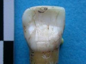 Археологи знайшли в Криму рештки найдавніших європейців Археологи знайшли в Криму рештки найдавніших європейців