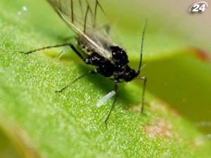 Зоологи: Дрібних комах не побільшало і вони безпечні Зоологи: Дрібних комах не побільшало і вони безпечні