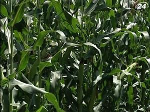 Українські аграрії ставлять на кукурудзу