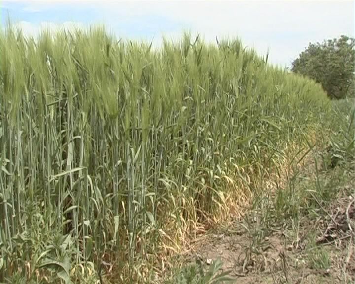 Спорные земли Киевщины оставили в собственности государства Спорные земли Киевщины оставили в собственности государства