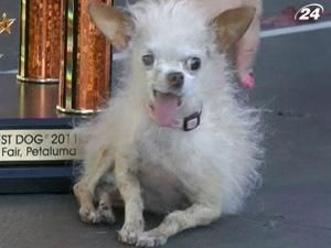 Найпотворніший собака мешкає в Америці Найпотворніший собака мешкає в Америці