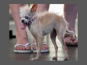 Найпотворніша собака виграла тисячу доларів Найпотворніша собака виграла тисячу доларів