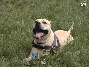 Трет - единственная в Украине собака, которая профессионально занимается паркуром Трет - единственная в Украине собака, которая профессионально занимается паркуром