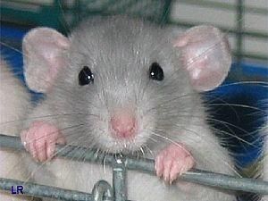Россия через четыре года отправит в космос около полусотни мышей Россия через четыре года отправит в космос около полусотни мышей