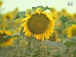 Аграрии обещают рекордный урожай подсолнечника Аграрии обещают рекордный урожай подсолнечника