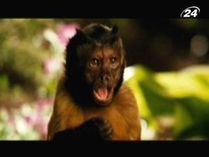 "Охранник зоопарка" уверенно приближается к релизу "Охранник зоопарка" уверенно приближается к релизу