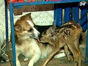 В зоопарке Симферополя о косуле заботится собака