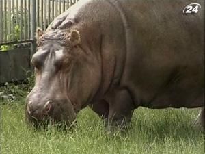 В київському зоопарку день тварин-ветеранів В київському зоопарку день тварин-ветеранів