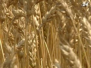 Несмотря на сильные дожди Украина получит богатый урожай Несмотря на сильные дожди Украина получит богатый урожай