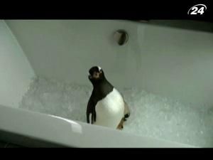 "Пингвины мистера Поппера": 6 пингвинов меняют жизнь бессердечного бизнесмена