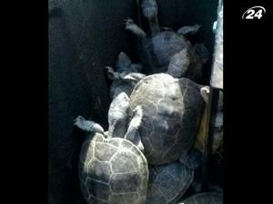 Сотні черепах вилізли на злітні смуги аеропорту у Нью-Йорку