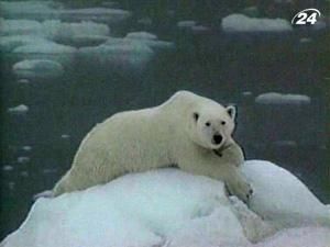 Полярный медведь - самый крупный среди хищников Полярный медведь - самый крупный среди хищников