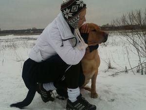Тимошенко цікавиться, чи прокуратура арештувала її собак