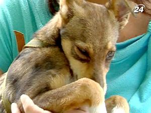 В Херсоне собакам запретили лаять ночью