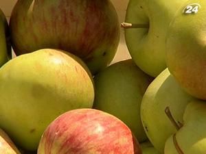 Експорт українських яблук зріс у 20 разів