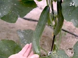 "Огіркова епідемія" закінчиться не скоро "Огіркова епідемія" закінчиться не скоро