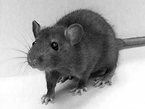 Через пацюків скасували авіарейс Через пацюків скасували авіарейс