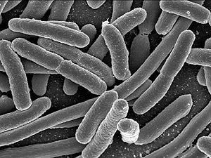 ВОЗ: Вспышку инфекции спровоцировал ранее неизвестный вид бактерии E.coli