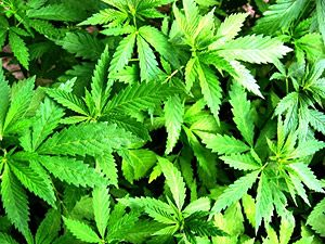 В Аризоне открыли супермаркет с товарами для выращивания марихуаны