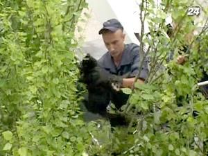 В Запорожье спасли кошку-экстремалка В Запорожье спасли кошку-экстремалка