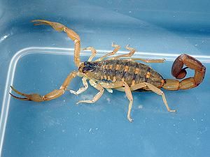 США: Скорпион ужалил пассажира авиалайнера США: Скорпион ужалил пассажира авиалайнера