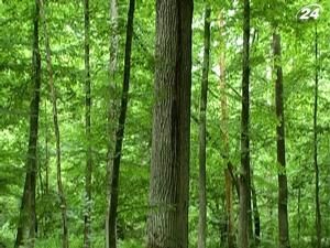 Волинь втрачає найціннішу деревину Волинь втрачає найціннішу деревину