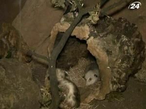 Всемирно известная самка опоссума по имени Хайди получила новый дом Всемирно известная самка опоссума по имени Хайди получила новый дом