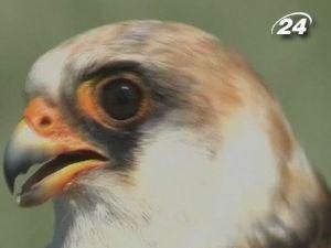 В Казахстане создают рай для птиц В Казахстане создают рай для птиц