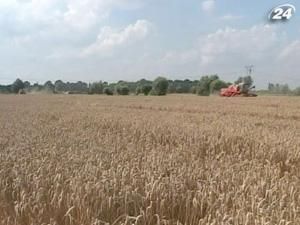 Дощі скоротили врожай ранніх зернових посівів на 20% Дощі скоротили врожай ранніх зернових посівів на 20%