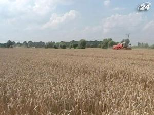 Дожди сократили урожай ранних зерновых посевов на 20%