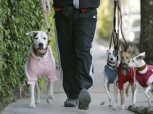 У Нью-Йорку приймуть закон про собачі фекалії У Нью-Йорку приймуть закон про собачі фекалії