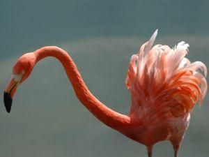 Розовый фламинго не хотел покидать взлетную полосу манчестерского аэропорта Розовый фламинго не хотел покидать взлетную полосу манчестерского аэропорта