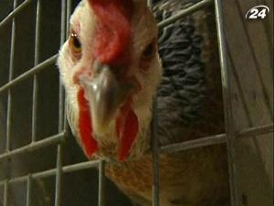 В Австралии провели конкурс лучшей птицы