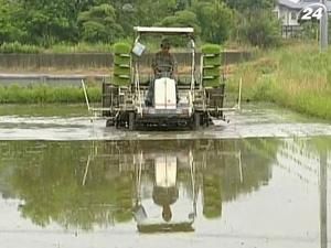 Таиланд может существенно "подогреть" мировые цены на рис Таиланд может существенно "подогреть" мировые цены на рис