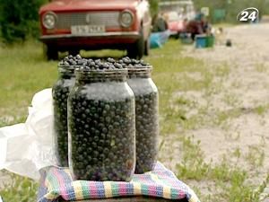 Чорницю з Київщини та Житомирщини можна їсти Чорницю з Київщини та Житомирщини можна їсти